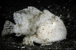 D I R T Y 
Juvenile white striated frogfish (Antennarius... by Irwin Ang 